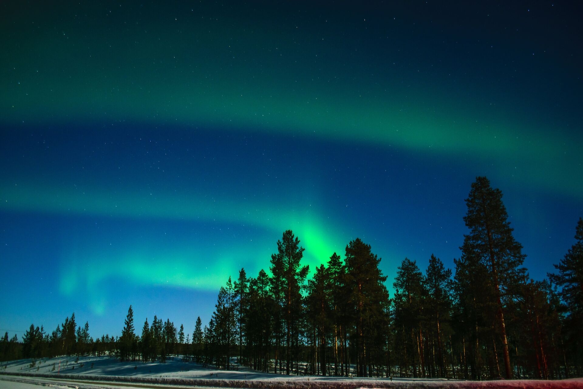 Grün leuchtende Nordlichter am Nachthimmel über verschneiten Bäumen