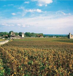Weite Rebflächen mit Bauernhäusern unter blauem Himmel in ländlicher Umgebung