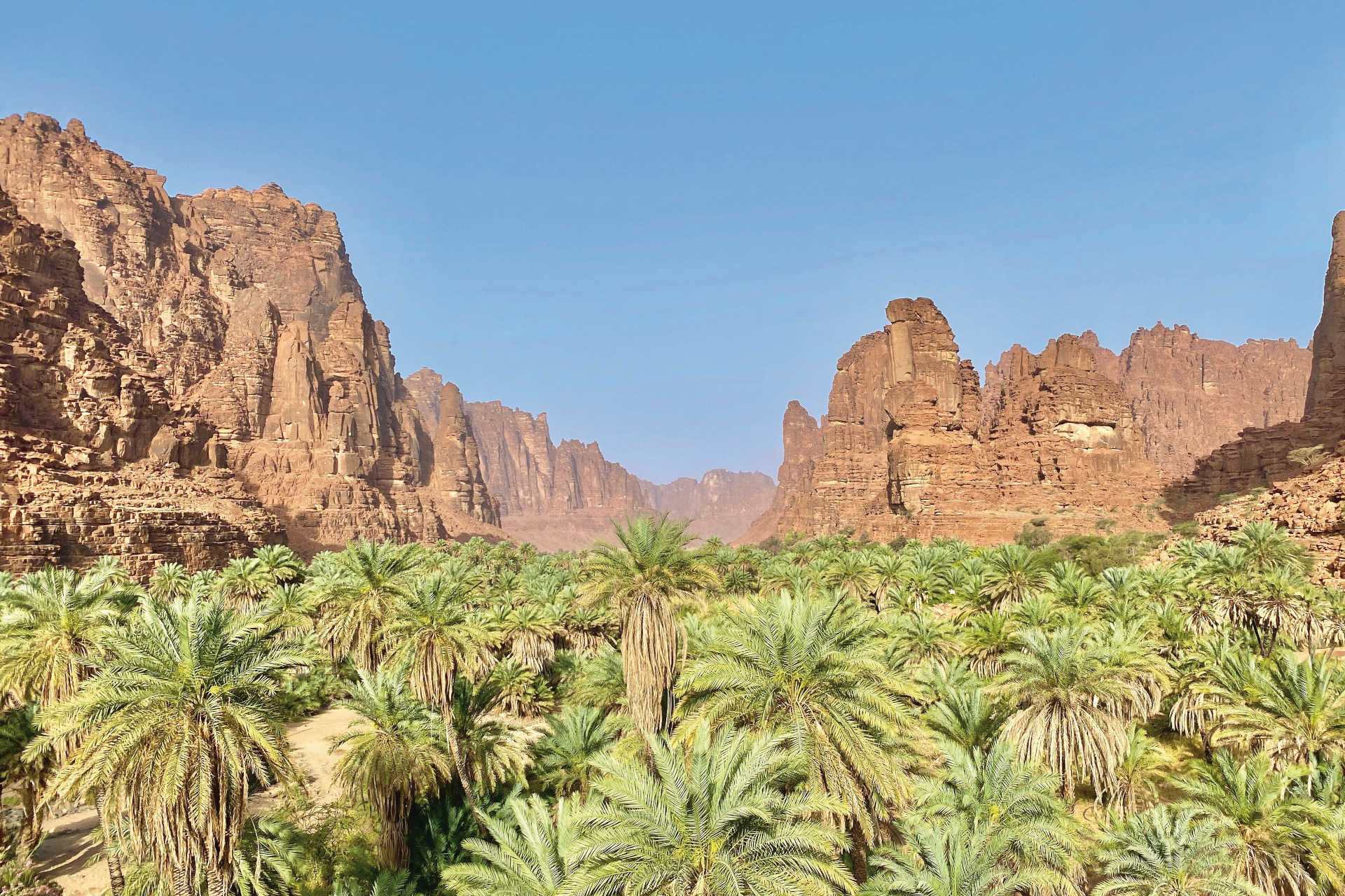 Grüne Dattelpalmen-Oase vor spektakulären Sandsteinfelsen in der Region Al-ʿUla, Saudi-Arabien
